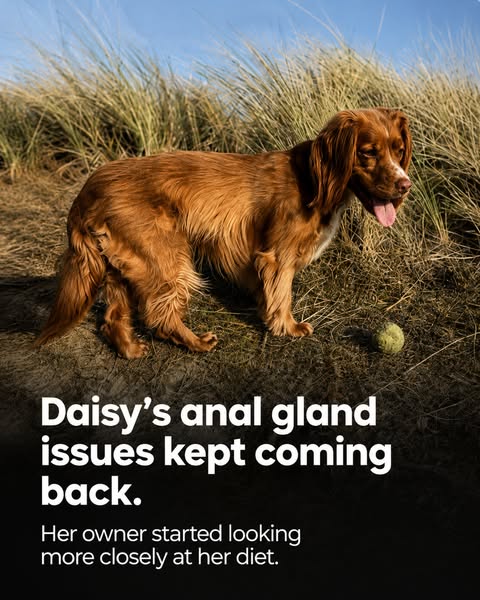 Hear from real dog owners that I've helped.