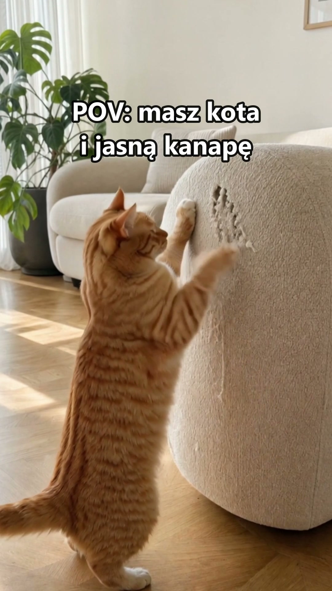 Kot drapie. Kanapa cała.