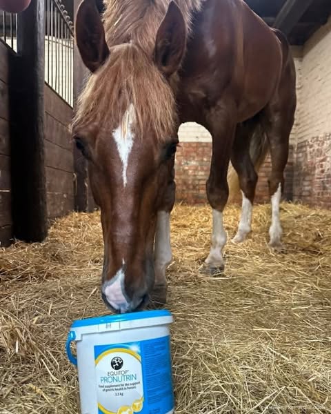Equitop® Pronutrin® Gastric Health Supplement for Horses