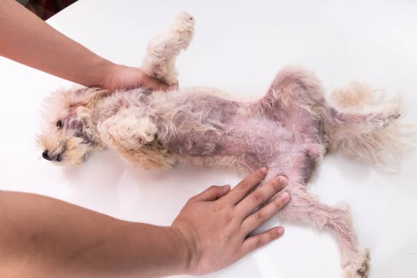 Read this if you want your dog's health back