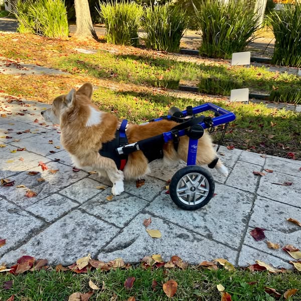 My Corgi jumped off the couch and couldn’t walk