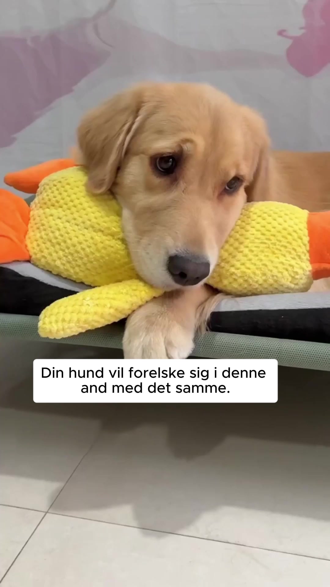 Reducerer stress og rastløshed hos hunde 4,8/5