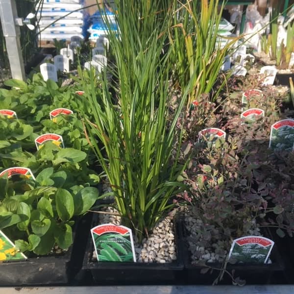 Carex pseudocyperus 1 Litre