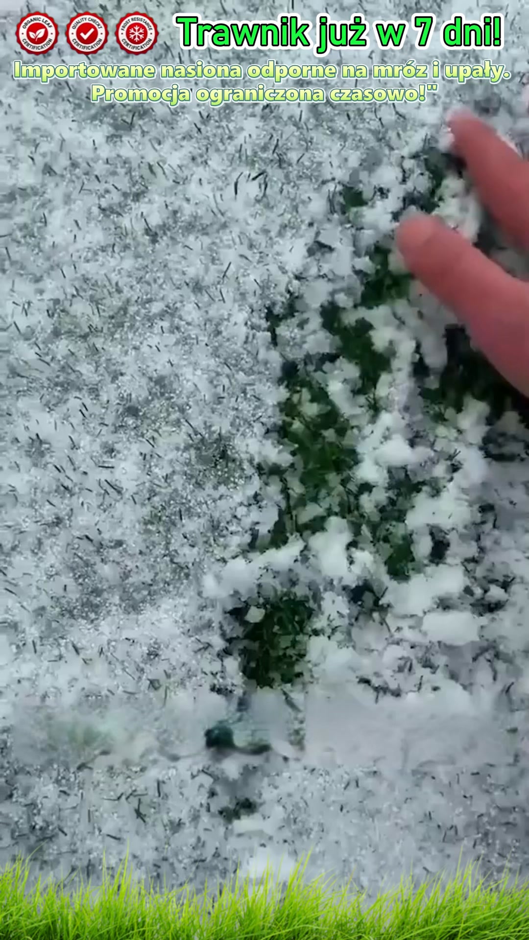 Irlandzka Ulepszona Odmiana: Wiecznie zielona nawet przy -35°C!
