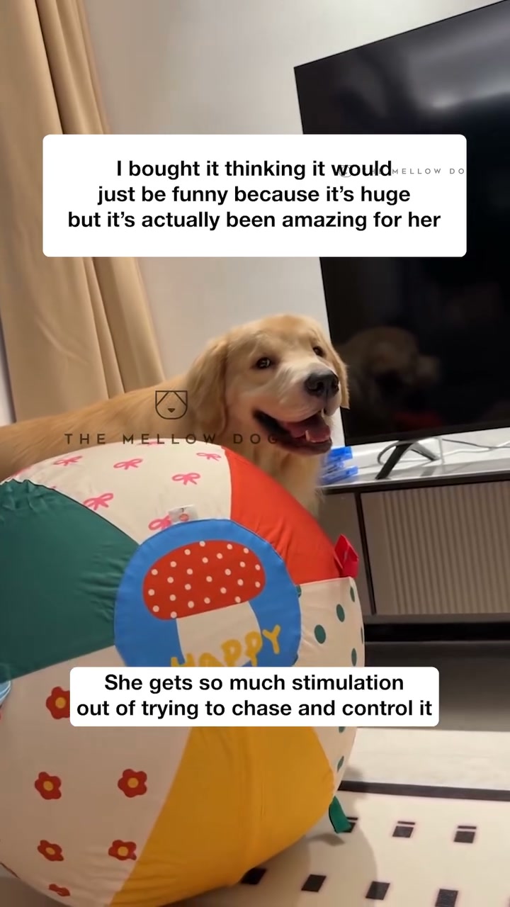 Watch your dog play like they've never played before