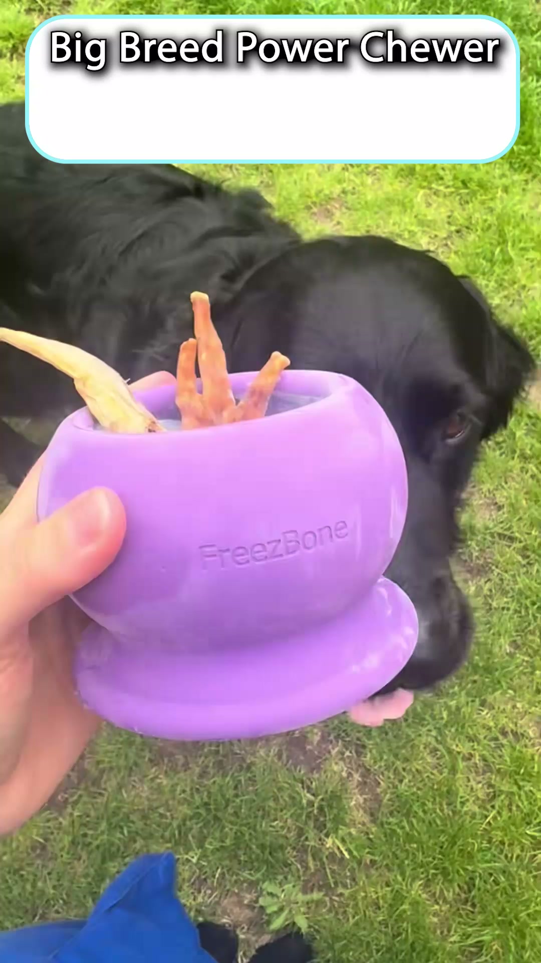 The Frozen Treat Toy Dogs Love