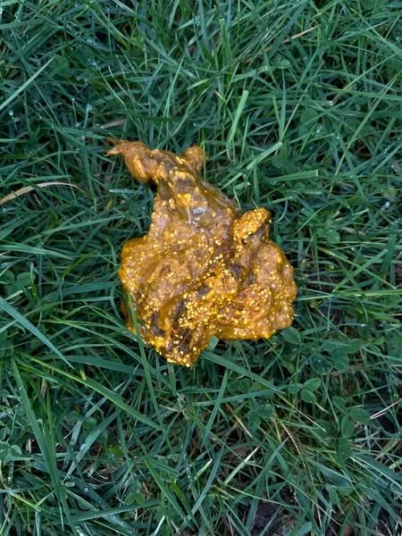 Schau dir das an, bevor du die nächste Tierarztrechnung bezahlst