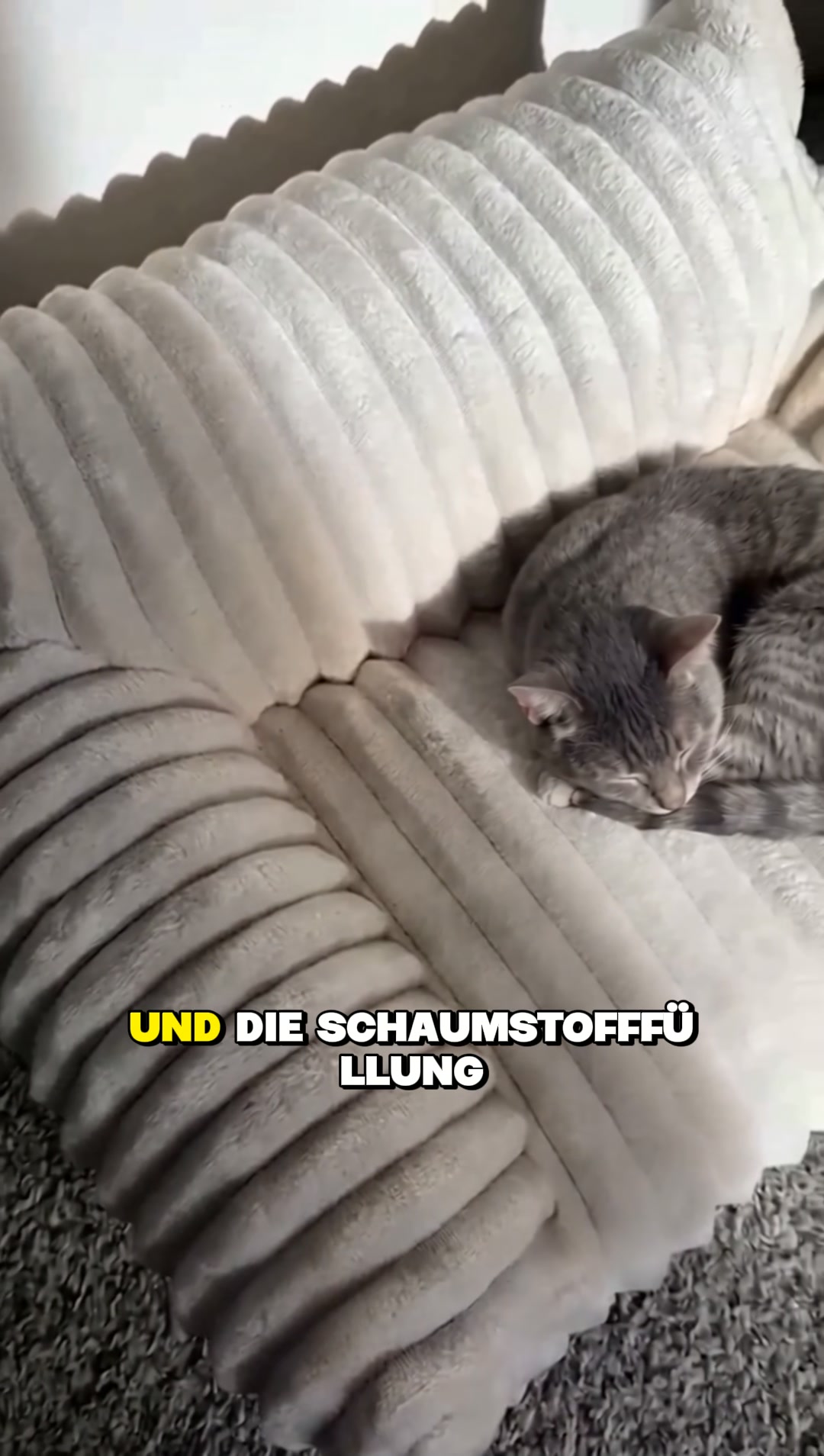 #1 Cat Sofa Bed
