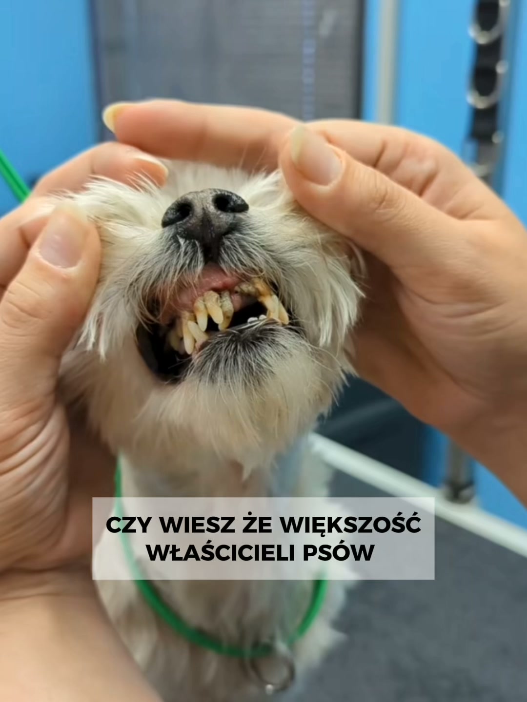 Czyste i zdrowe zęby Twojego psa w jedyne 30 sekund dziennie!