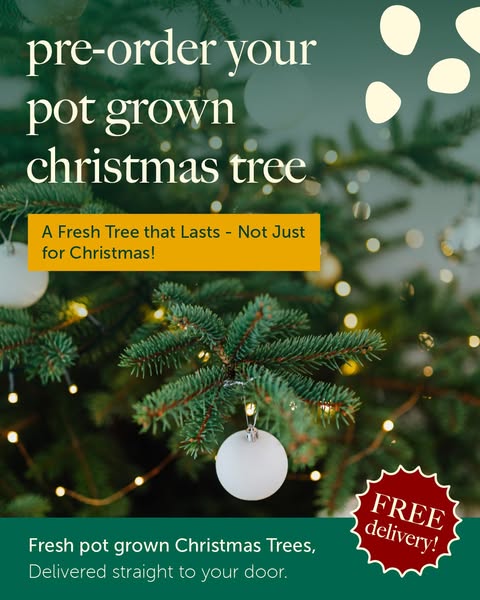 Pre-Order Your Real Pot-Grown Christmas Tree