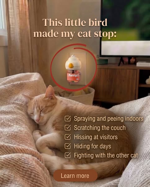 Help Your Anxious Cat Feel Safe Again