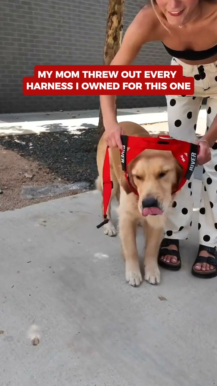 Rated #1 By Dog Owners