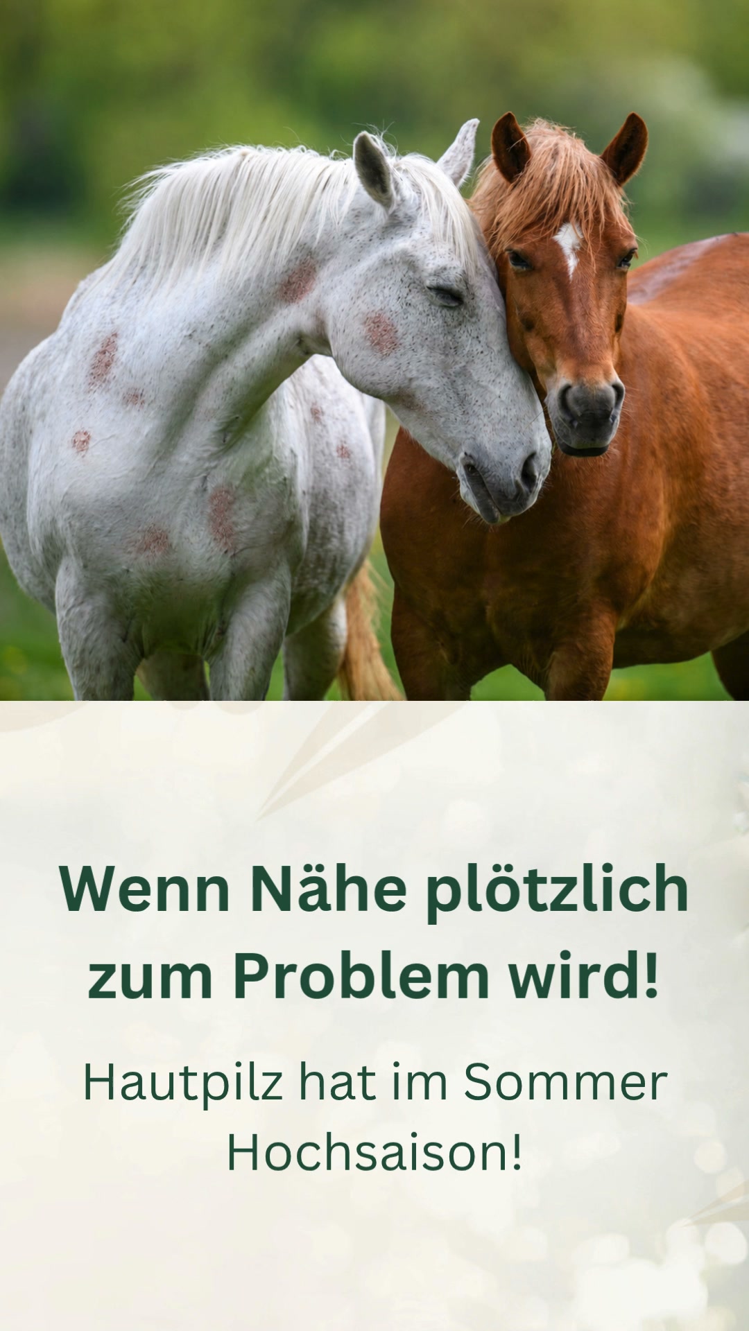 Hautpilz beim Pferd im Sommer?