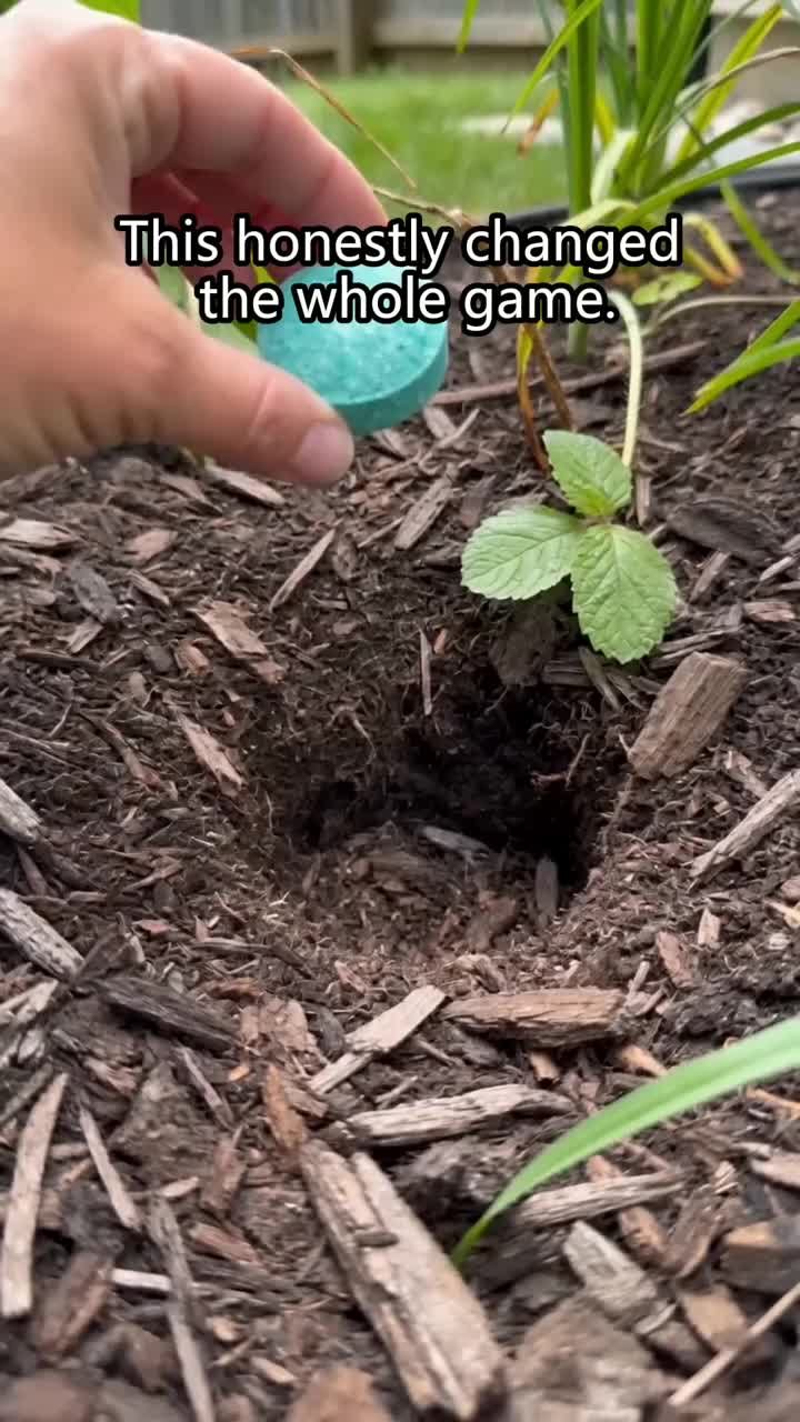 Botanical Rodent Repellent Balls