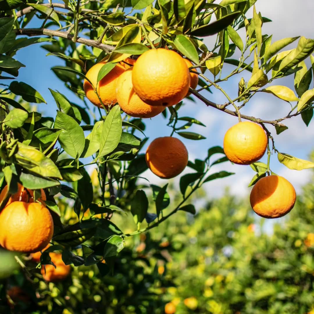 Acquista le VERE Arance Siciliane al naturale