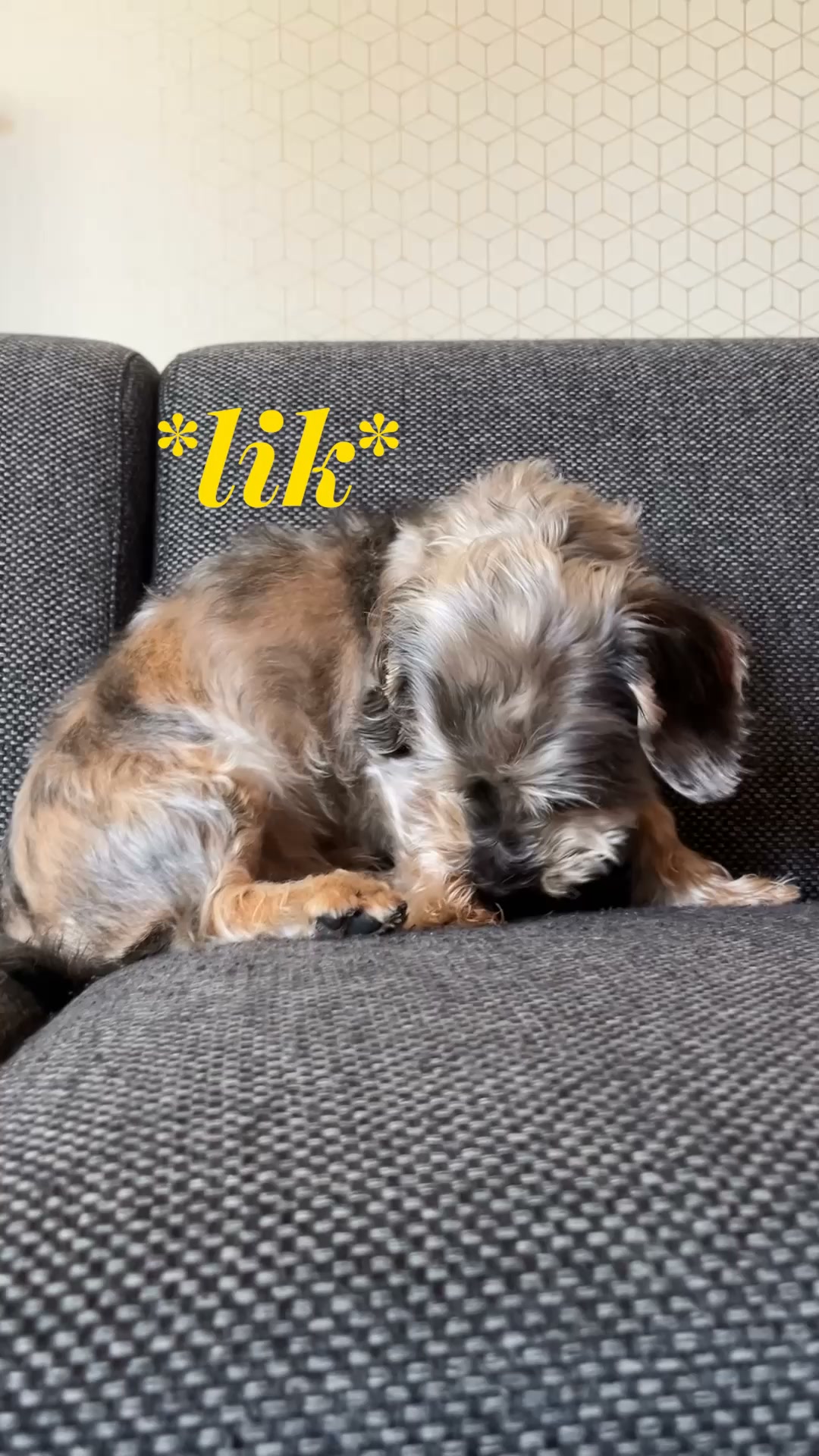 3 Tekenen Dat Je Hond Gevaar Loopt
