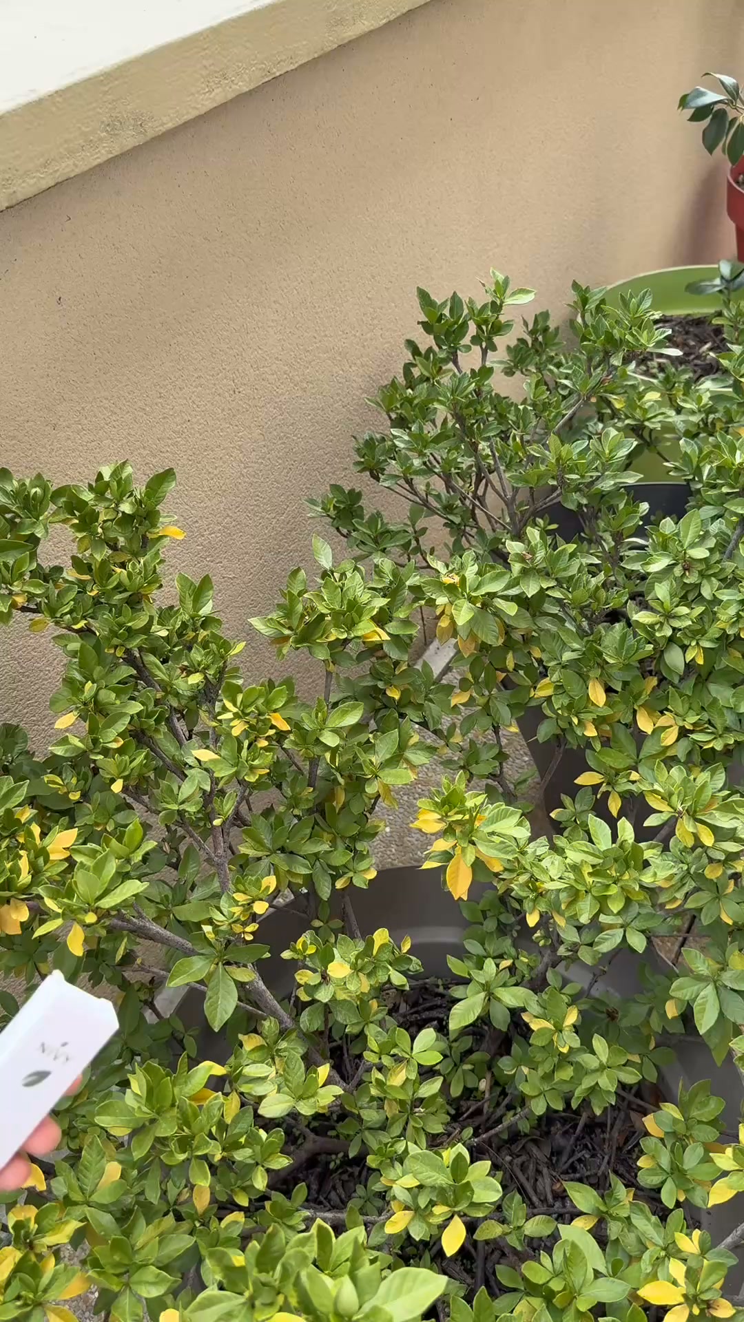 Trois semaines avec mon nouveau rituel menthe fraîche.
