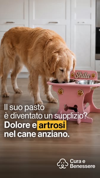 Il tuo cane anziano soffre di artrosi?