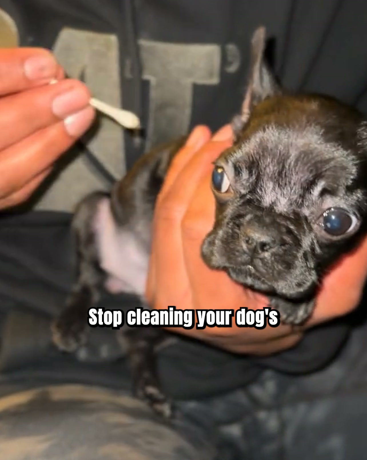 Your Cotton Ball Has Never Reached This Part of Your Dog’s Ear