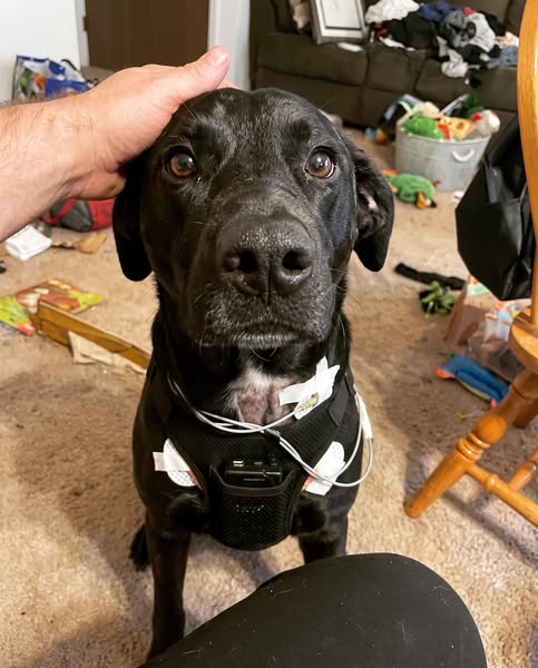 79% of dogs told "come back in six months" had this heart deficiency