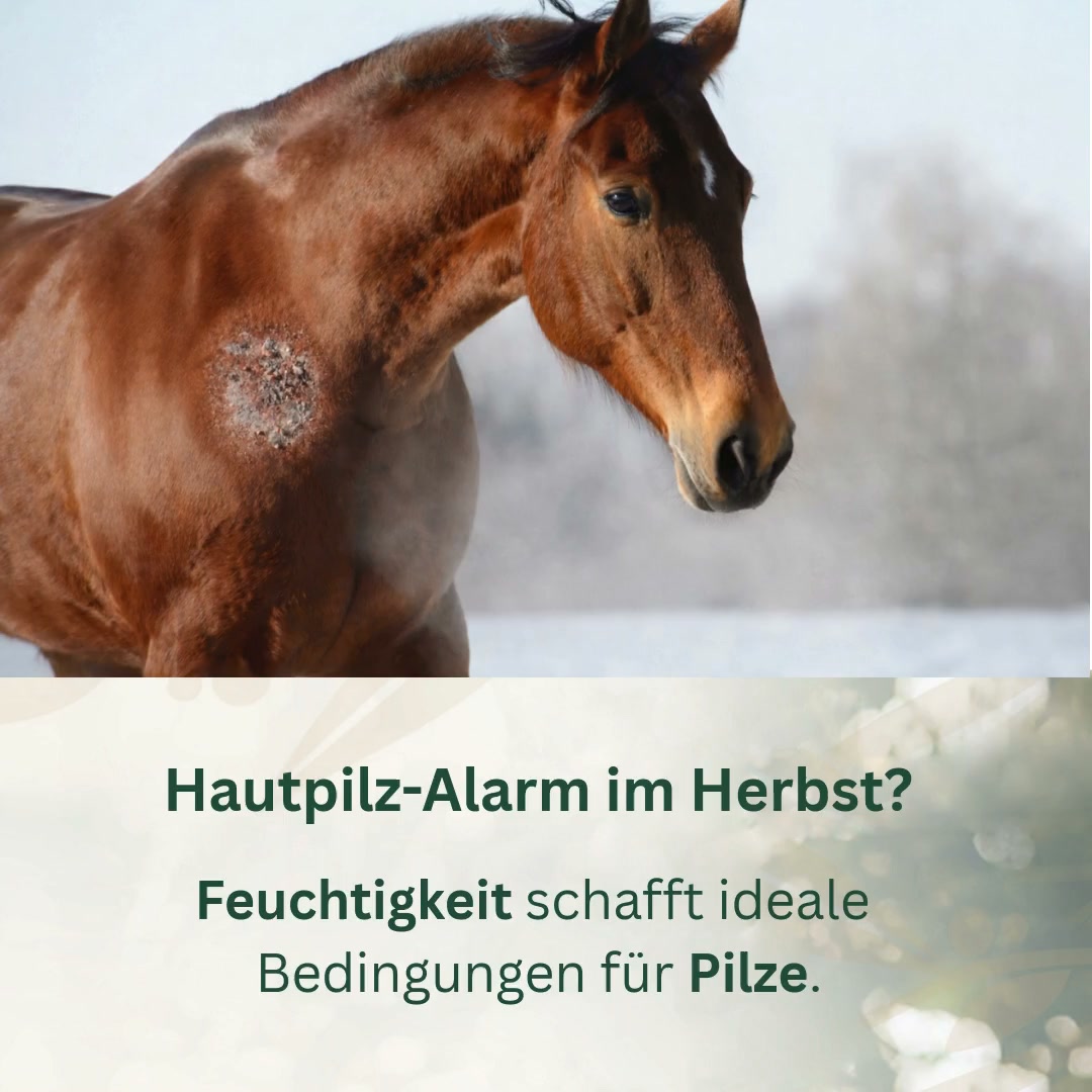 Hautpilz beim Pferd? Jetzt handeln