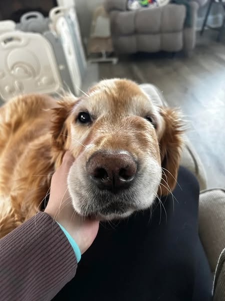 If Your Dog Has Been Diagnosed READ This