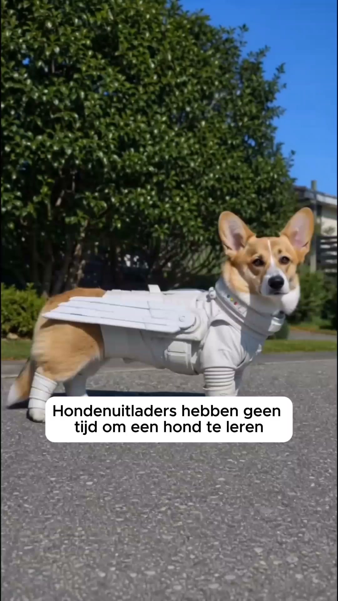 Het No-Pull Tuigje Dat Je Hond Omdraait
