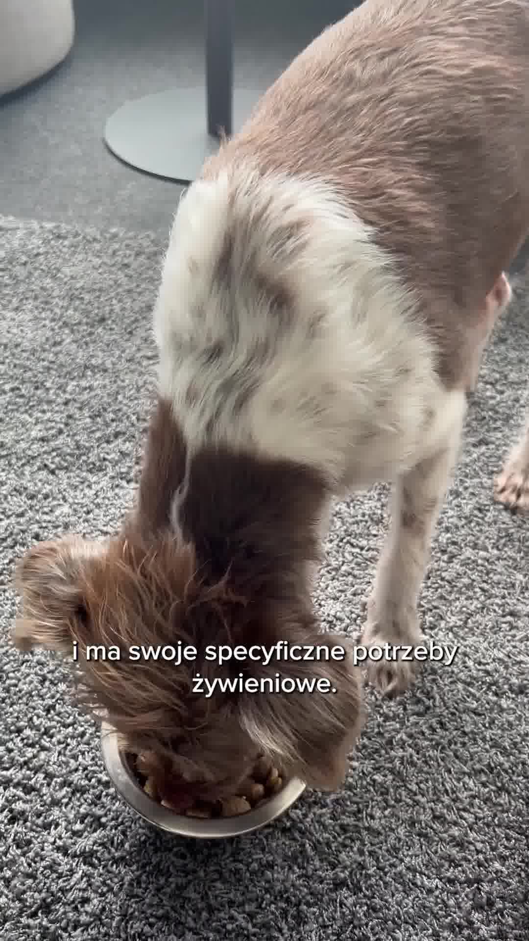 Karma dla rasy retriever
