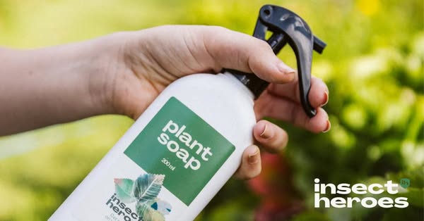 Ge dina växter ett försprång – naturligt. Upptäck Plant Soap idag
