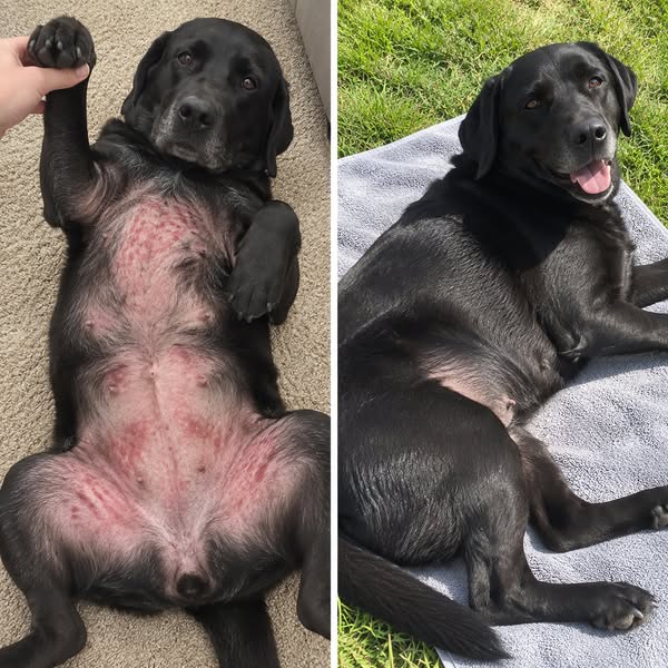 Das hat für meinen Hund alles verändert