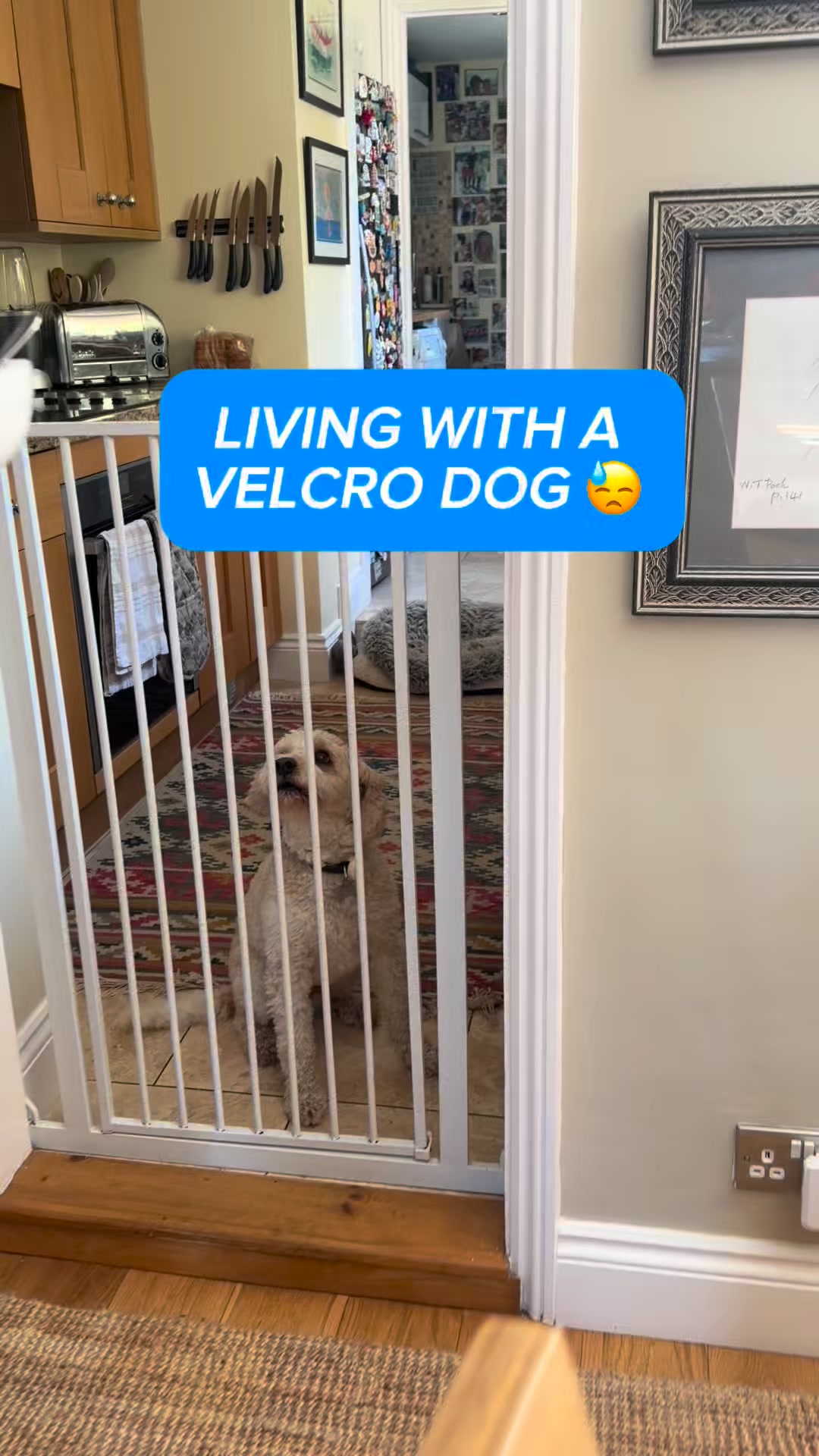 Daily Calm for Anxious Dogs