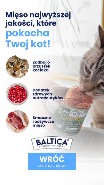 Posiłki które pokocha Twój kot