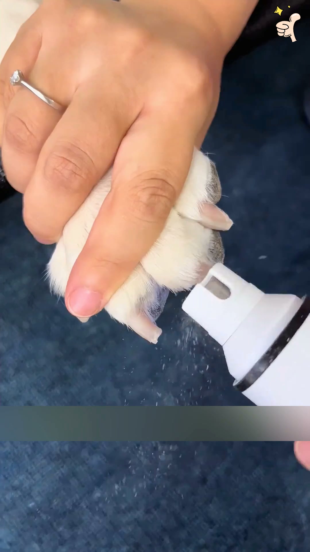 Safer Pet Grooming Starts Here