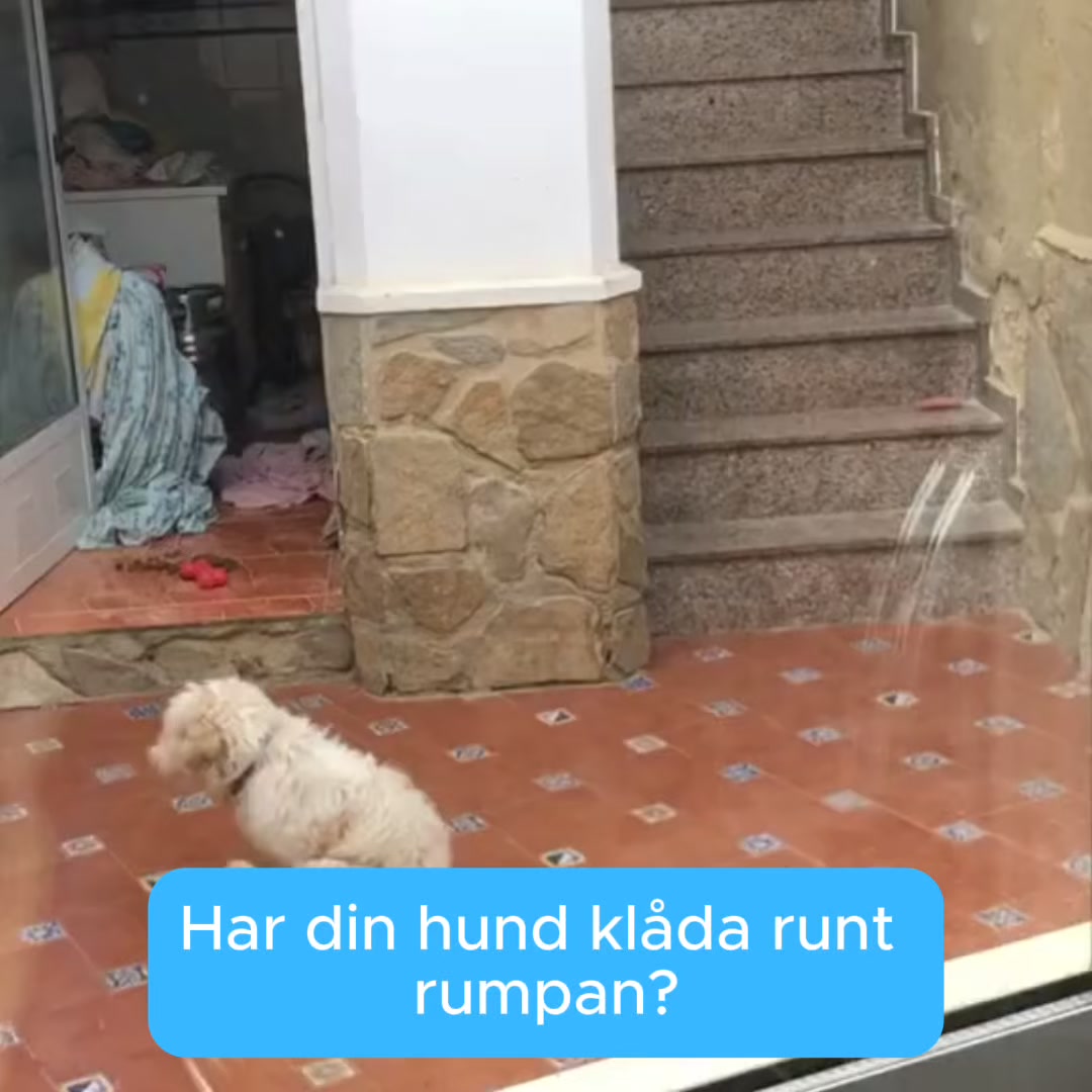 Stoppa din hunds klåda