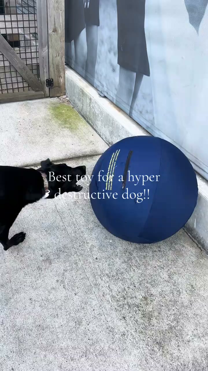 The One Thing Your Dog Actually Needs