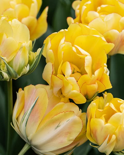 Tulip Akebono ® Bulbs