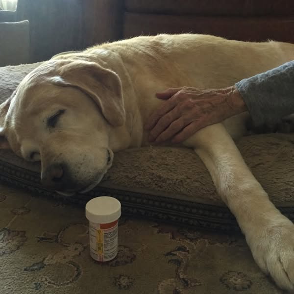 Lisez ça si vous avez un chien