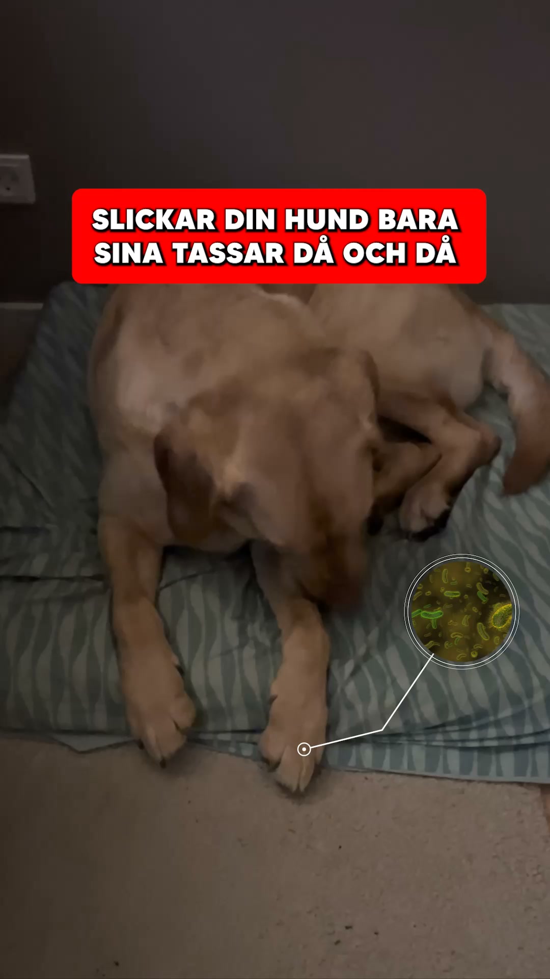 Nyhet: SuppliPet Anti Itch