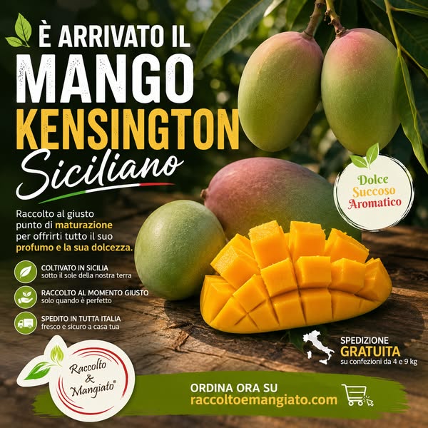 Mango Kensington Siciliano | Confezioni - Raccolto e Mangiato
