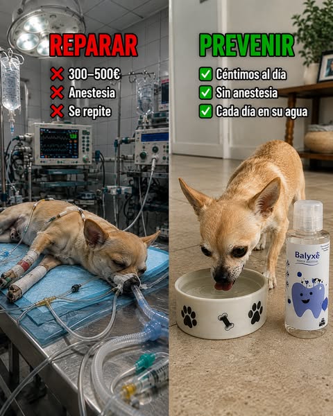 Protege los dientes de tu perro pequeño antes de que sea tarde