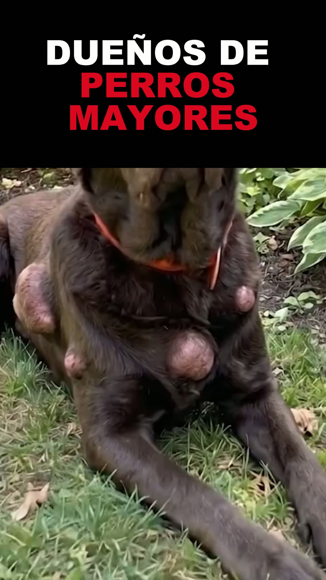 Envío GRATIS en 24/48h