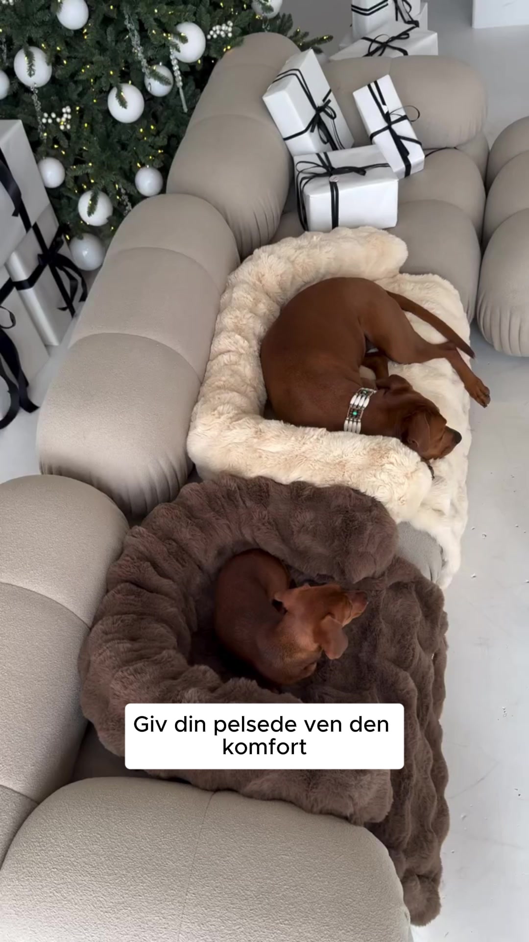 Dybere søvn til din hund – mindre uro i hverdagen med SnugPaws™ 4,8/5