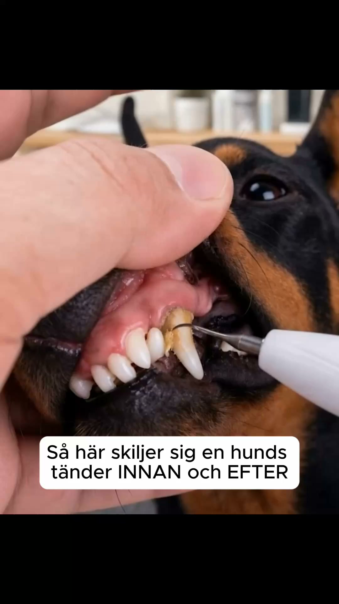 Lenhy Kit – Tyst ultraljudsbaserad tandstens- och plackborttagare för hundar