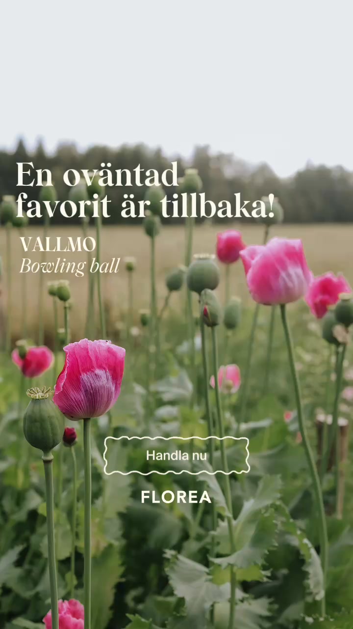 En oväntad favorit är tillbaka !