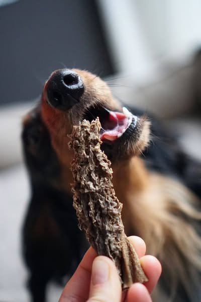 Ontdek de snackbox voor jouw hond