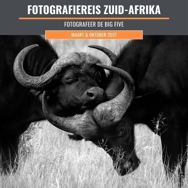 De Big Five fotograferen in een privéreservaat zonder drukte