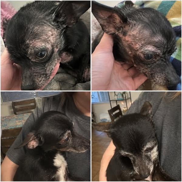 Read This If Your Dog Is Losing Hair and Has Flaky Skin