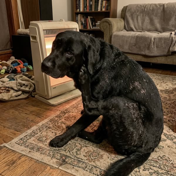 My Husband's Last Words Were "Look After Him." I Nearly Didn't.