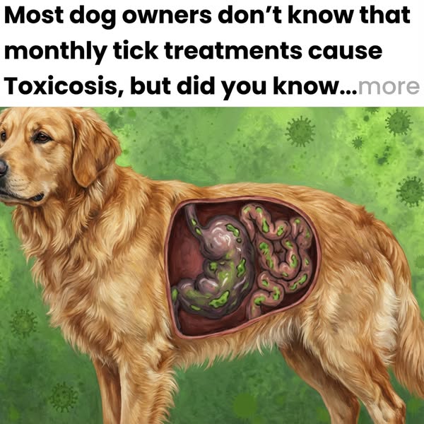 Fleas are hurting your dog — let’s stop it now.