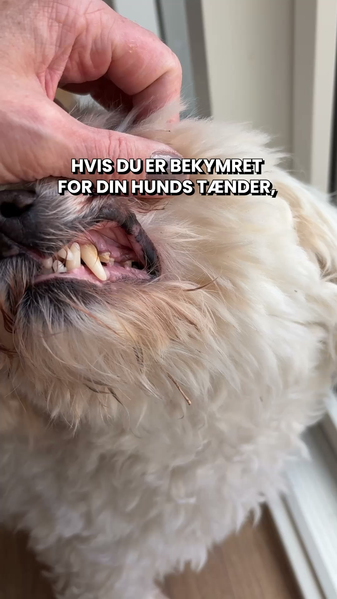 Støt Din Hunds Tænder og Tandkød